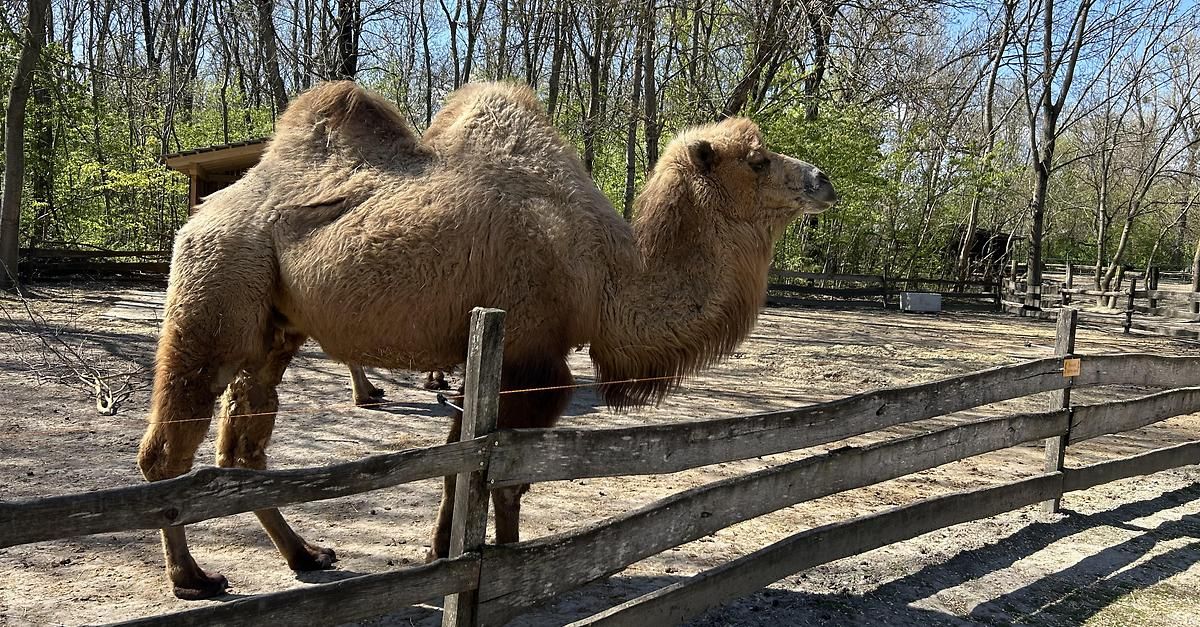 A camel with a hump stands behind a wooden fence, in an outdoor area with trees and dirt ground.