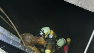 Firefighters in green helmets work together to rescue a muddy animal from a dark area. They use ropes and a ladder.