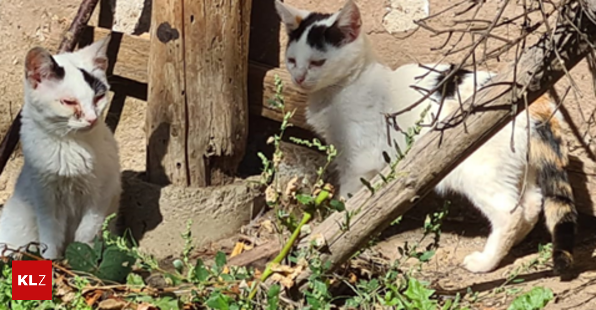 Eine weiße Katze mit schwarzen Flecken auf dem Fell sitzt neben einem Holzzaun und schaut nach links.
