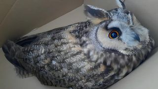 Eine Nahaufnahme eines großen, grau-weißen Eulens mit auffälligen gelben Augen, die auf einer weißen Oberfläche liegt.