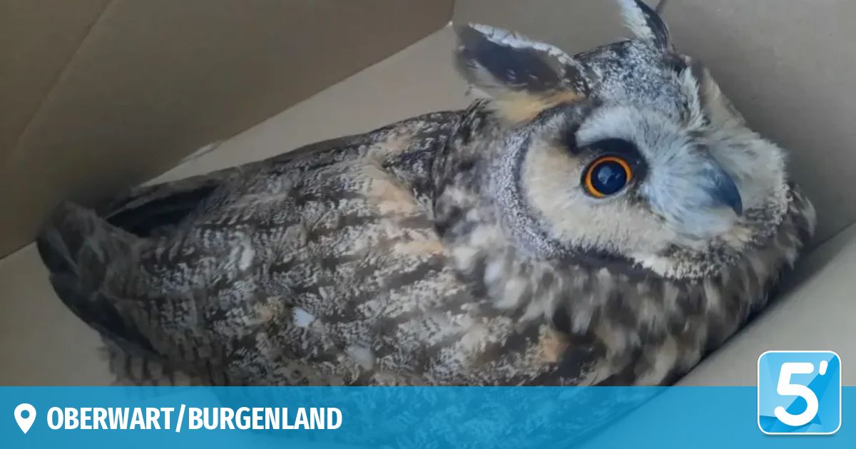 Nahaufnahme des Gesichts einer Eule, dessen Federn grau und weiß sind, und die auffallend orange Augen hat. Das Bild ist mit dem Text '/BURGENLAND' in Blau versehen.