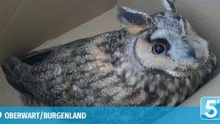 Nahaufnahme des Gesichts einer Eule, dessen Federn grau und weiß sind, und die auffallend orange Augen hat. Das Bild ist mit dem Text '/BURGENLAND' in Blau versehen.