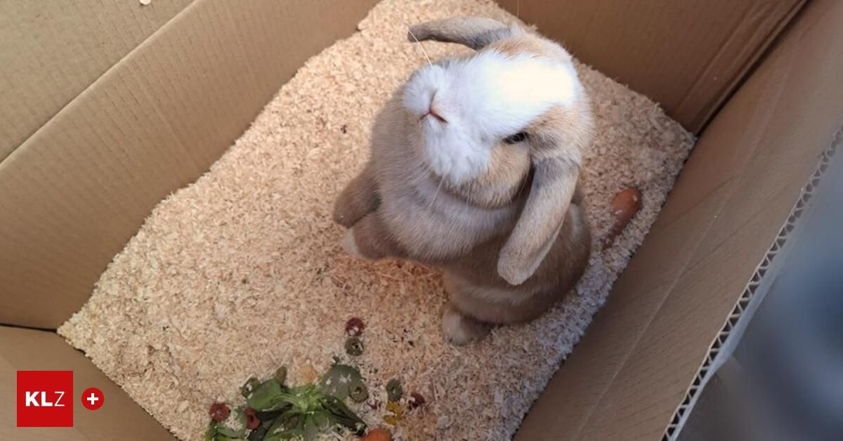 Ein kleines, flauschiges Kaninchen sitzt in einer Pappschachtel, umgeben von gehäckseltem Holz und einem Haufen grünem Gemüse.