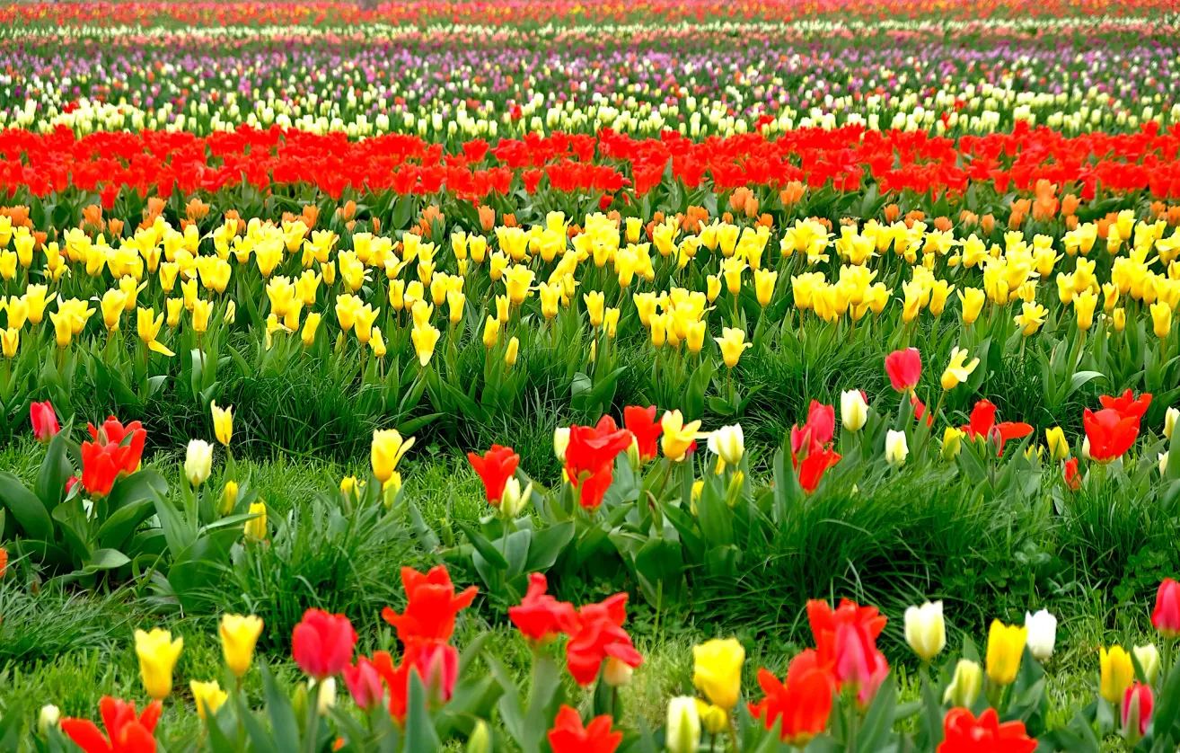 A field of tulips, predominantly red and yellow, with a variety of colors and sizes, under a clear sky.