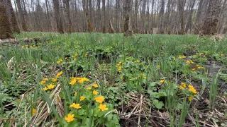 A field of bright yellow flowers grows in a marshy area, surrounded by tall, leafless trees.