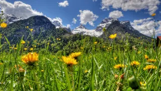 Ein Feld gelber Blumen mit Bergen und Schnee im Hintergrund. Der Himmel ist blau mit weißen Wolken.