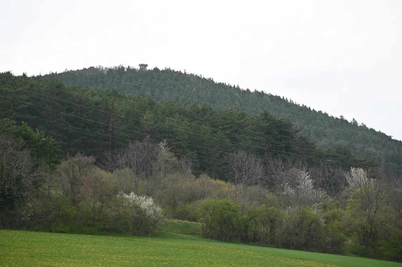 Ein bewaldeter Hügel mit einem Turm oben. Unten gibt es verschiedene Sträucher und ein grünes Feld mit Blumen.