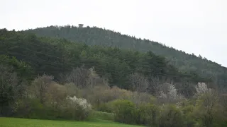 Ein bewaldeter Hügel mit einem Turm oben. Unten gibt es verschiedene Sträucher und ein grünes Feld mit Blumen.