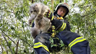 Ein Feuerwehrmann rettet eine große flauschige Katze aus einem Baum mit einem Gurt und einem Seil. Die Katze klammert sich an die Brust des Feuerwehrmanns.