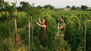 Eine Frau und ein Mann arbeiten in einem Weinberg. Die Frau hält und justiert Weinreben, während der Mann in der Nähe steht. Der Weinberg ist von hohen Bäumen und üppigen grünen Pflanzen umgeben.