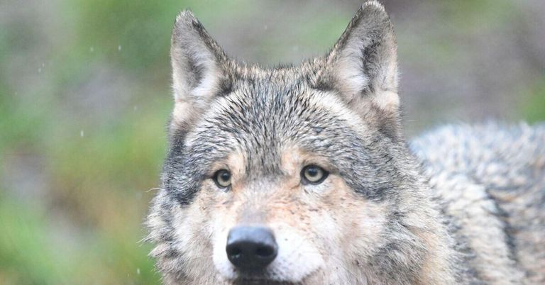 Nahaufnahme eines grauen Wolfes mit aufmerksamen Ohren und durchdringenden gelben Augen vor einem verschwommenen grünen Hintergrund.