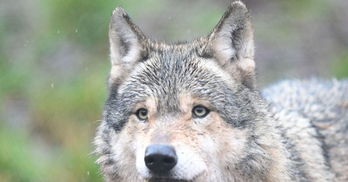 Nahaufnahme eines grauen Wolfes mit aufmerksamen Ohren und durchdringenden gelben Augen vor einem verschwommenen grünen Hintergrund.