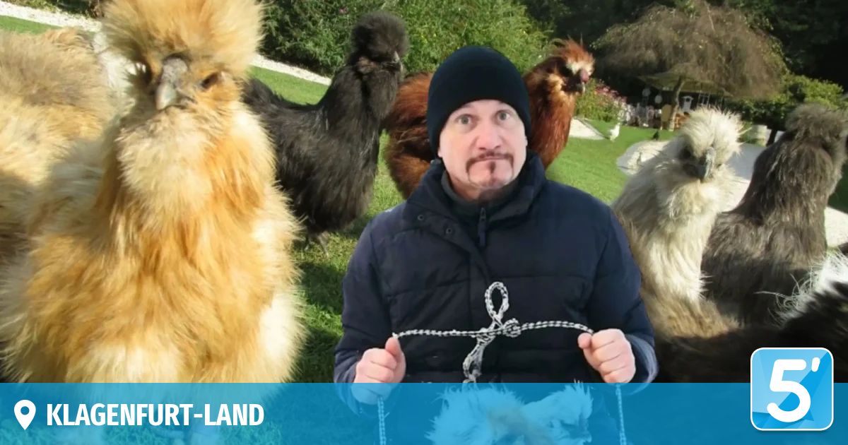 Ein Mann hält einen gefesselten Knoten vor mehreren flauschigen Hühnern. Er trägt eine dunkle Jacke und eine schwarze Mütze.