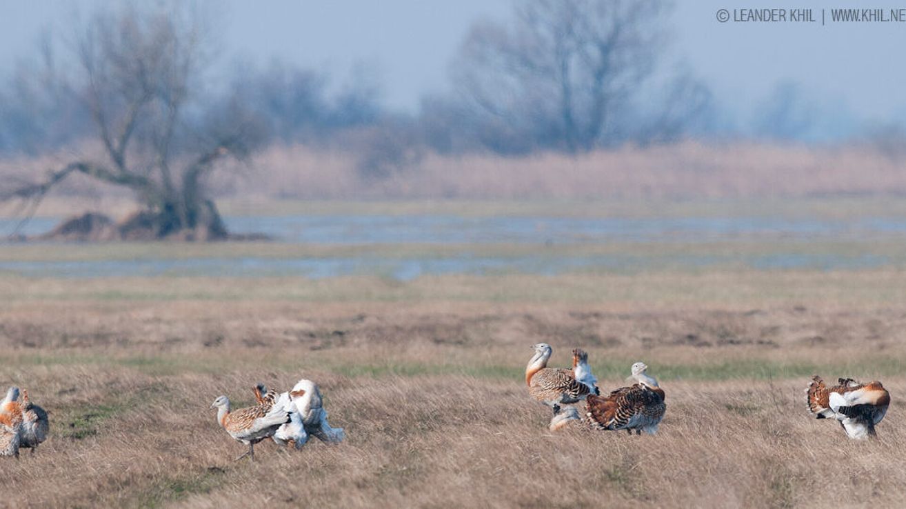 Tragopane laufen auf trockenem Gras in einem Feld. Der Himmel ist bewölkt. Der Boden ist braun. Im Hintergrund befindet sich ein See.