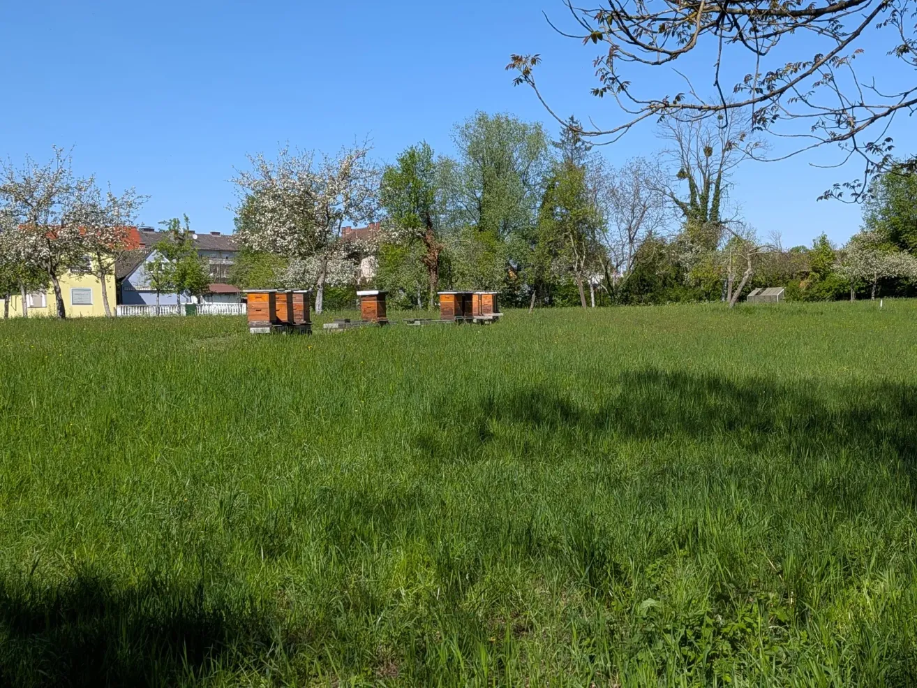 Ein Feld mit mehreren Bienenstöcken unter blauem Himmel. Im Hintergrund sind Bäume und Pflanzen zu sehen, links ein Haus.