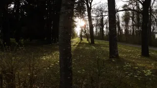 Ein sonniger Waldweg umgeben von Bäumen, wobei Sonnenlicht durch die Äste filtert und den Boden beleuchtet.