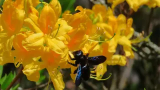 A close-up of a bee sitting on yellow flowers. The bee is black with blue stripes.