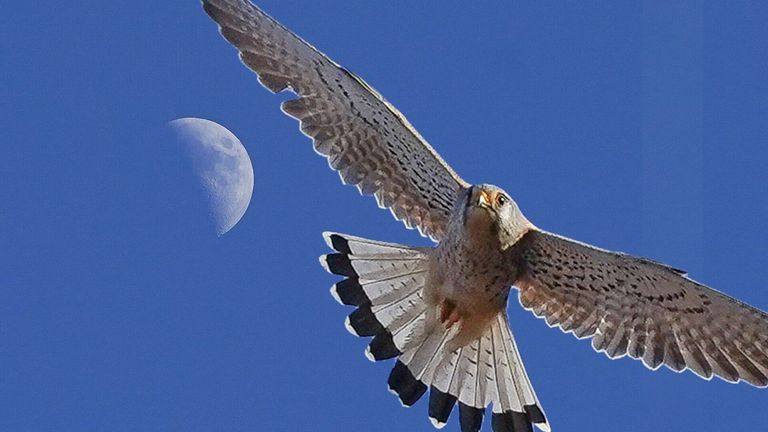 Ein Raubvogel schwebt mit ausgebreiteten Flügeln am Himmel, vor dem Hintergrund eines Halbmondes.