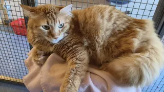 Eine orange Katze mit blauen Augen liegt bequem auf einer Decke in einem Käfig. Das Fell der Katze ist lang und flauschig.