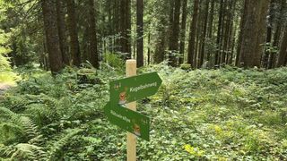 Ein Holzschild in einem Wald zeigt die Richtungen nach Kugelbahnweg und Ratselralley. Grüne Schilder mit Cartoon-Bildern sind am Pfosten befestigt.