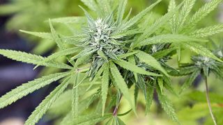 Eine Nahaufnahme einer Cannabispflanze mit Blüten und Blättern. Die Pflanze hat einen prominenten Bud, der mit Trichomen bedeckt ist. Die Blätter sind hellgrün, und einige haben winzige Wassertropfen.