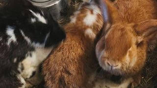 A close-up of several rabbits, one brown and the other black, resting on hay.