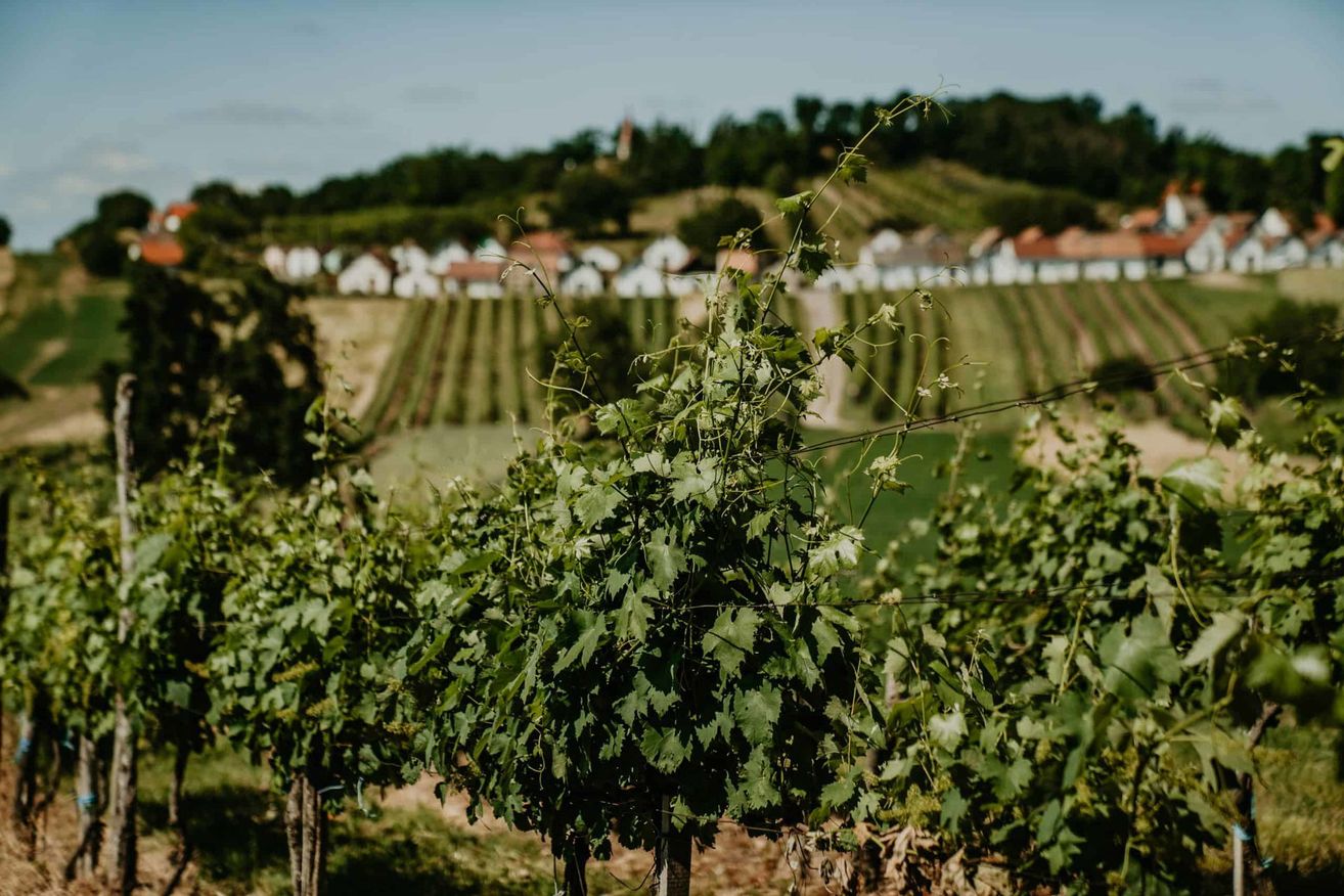 Ein Weinberg mit üppigen grünen Blättern und Reben. Dahinter eine hügelige Landschaft mit Häusern und einem Turm. Der Himmel ist klar und blau.