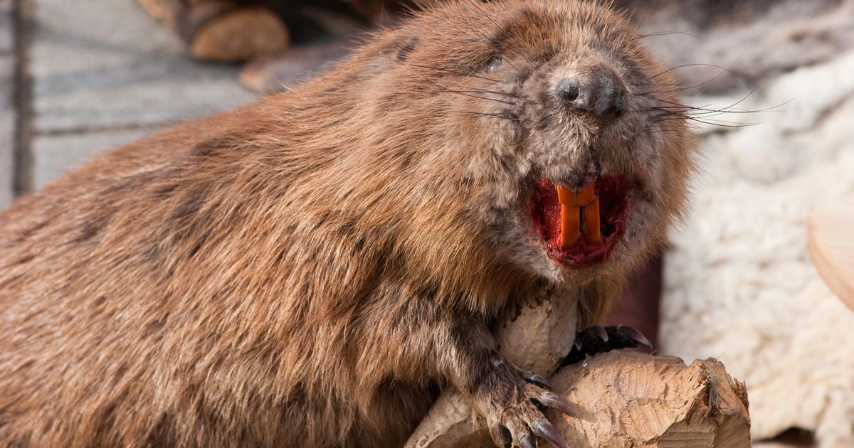 A close-up of a beaver with its mouth open, holding a piece of wood. The animal has brown fur and a sharp orange tooth.