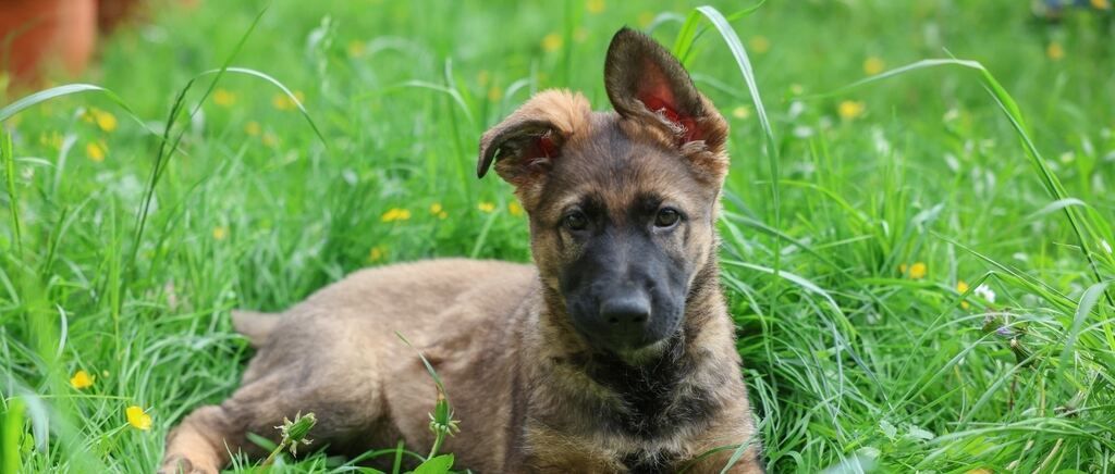 Ein brauner deutscher Schäferhund-Welpe liegt auf dem Gras und sieht mit aufmerksamen Ohren und neugierigem Ausdruck umher.