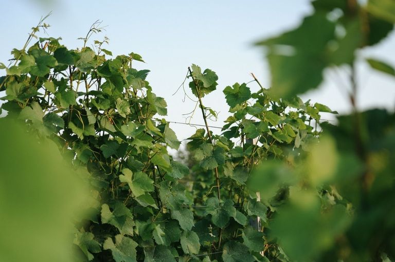 Ein Nahaufnahme von üppigen grünen Weinreben in einem Weinberg, gestützt von Holzpfählen unter einem klaren blauen Himmel.