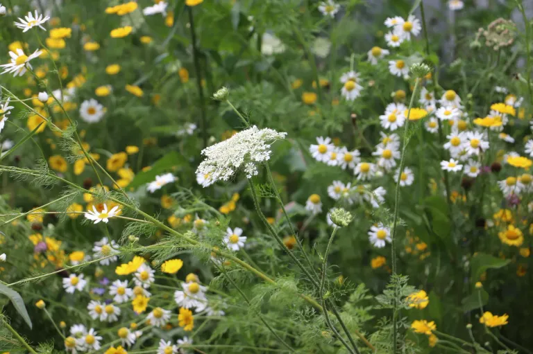 Ein Garten voller weißer und gelber Blumen. Im Vordergrund eine weiße Blume mit grünem Stiel und Blättern.