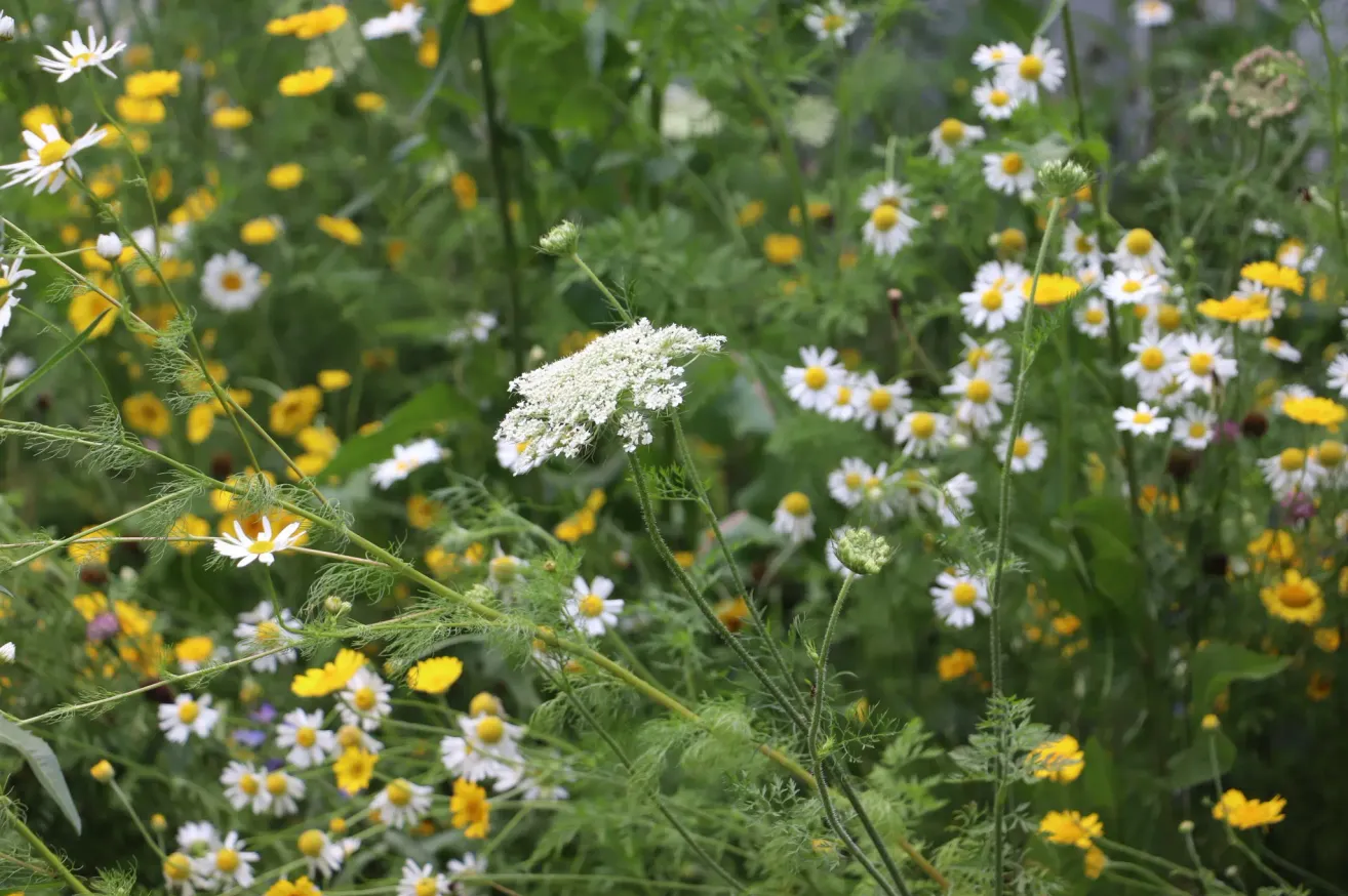Ein Garten voller weißer und gelber Blumen. Im Vordergrund eine weiße Blume mit grünem Stiel und Blättern.