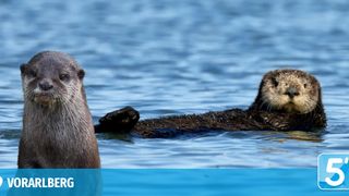 Zwei Otter befinden sich in einer Wasserfläche, einer schwimmt, während der andere zur Kamera schaut. Das Wasser ist ruhig.