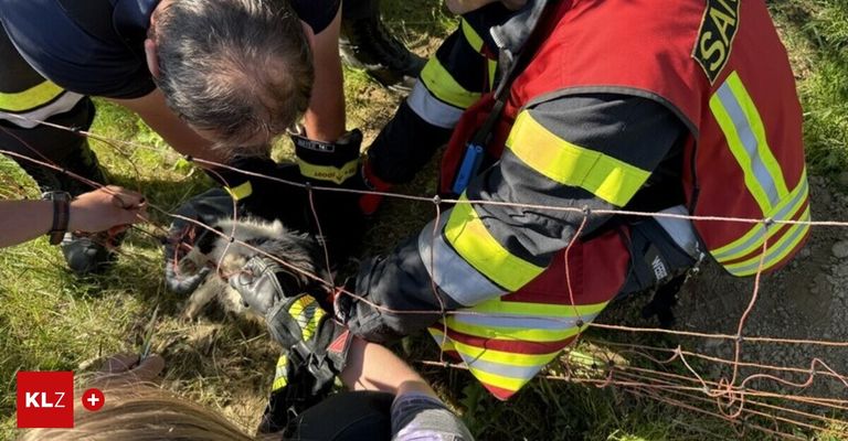 Feuerwehrleute sind auf dem Gras und retten ein eingeklemmtes Tier aus einem Drahtzaun. Eine Person lehnt sich nach unten, während eine andere den Zaun hält. Beide tragen reflektierende Kleidung.