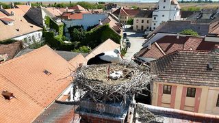 Eine Storchenfamilie sitzt in einem Nest auf einem Dach. Drei Küken und ein Elternstorch sind sichtbar. Das Nest befindet sich auf einem Schornstein mit gefliesten Dächern.