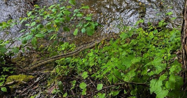 Eine große Schlange liegt am Rand eines Flusses, umgeben von grünen Pflanzen und Laub. Das Wasser ist ruhig mit kleinen Wellen.