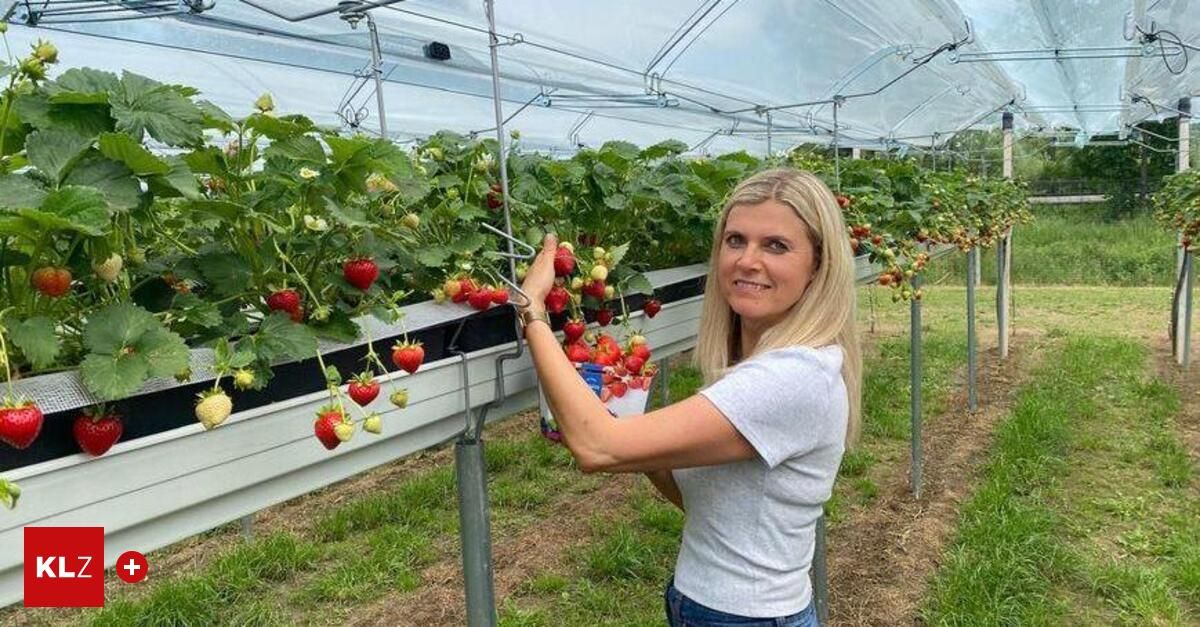 A woman is picking strawberries in a greenhouse, holding a container of strawberries, with a metal structure in the background.