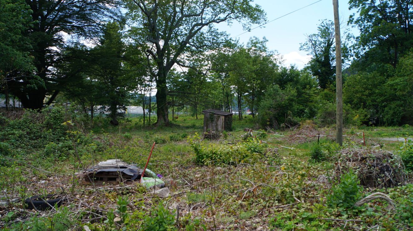 A forested area with a small wooden shed in the middle and some scattered debris on the ground.