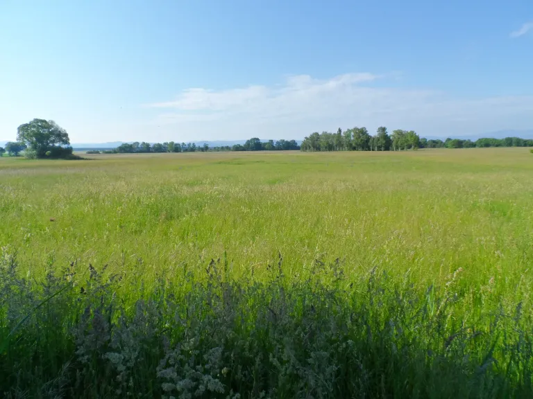 Eine weite Fläche grünen Grases unter einem klaren blauen Himmel mit einigen Bäumen in der Ferne.