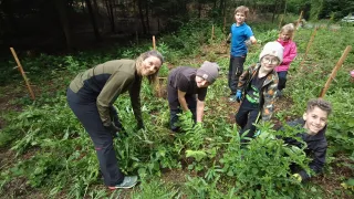 Eine Gruppe von Erwachsenen und Kindern, einige mit Handschuhen, arbeiten in einer Waldlichtung. Sie beugen sich vor und pflücken Blätter und Unkraut ab.