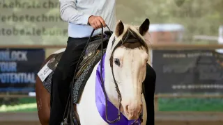 Ein Mann, der einen Cowboyhut trägt und einen Preis in der Hand hält, reitet ein weiß-braunes Pferd mit einer violetten Schleife im Gesicht.