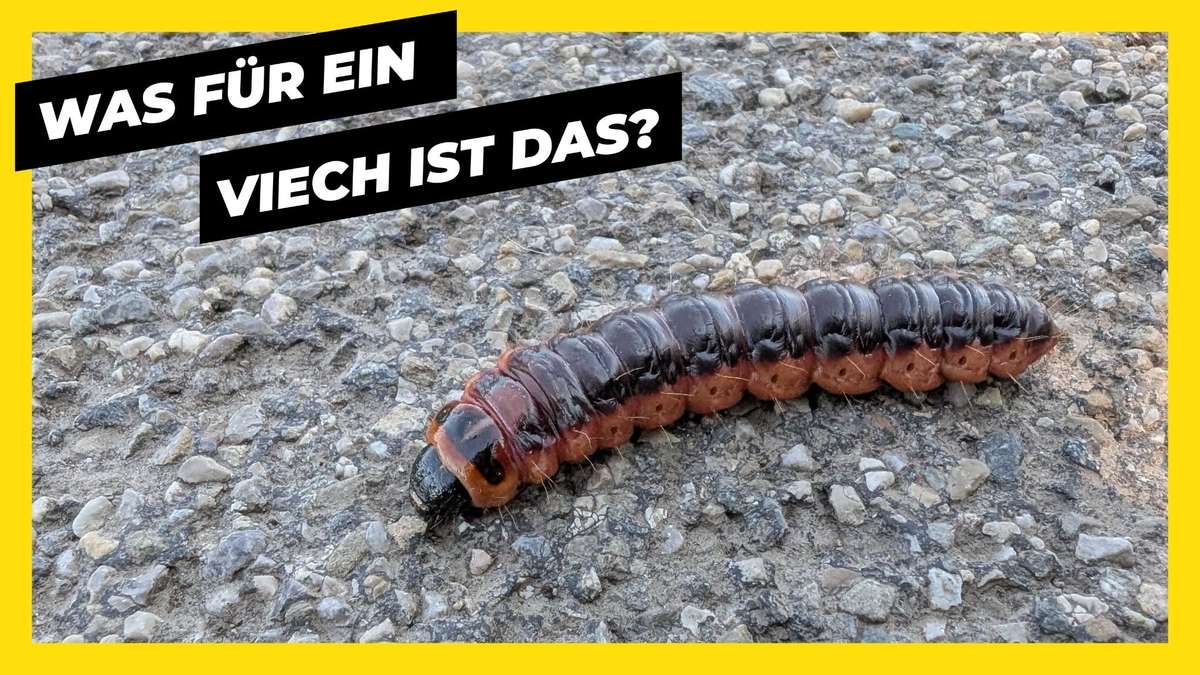 Eine Raupe liegt auf Kies mit einem Textüberlagerung, die fragt, um welche Art von Tier es sich handelt.