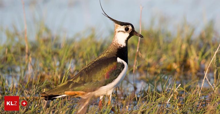 A bird with a long beak stands in tall grass near water. It has colorful feathers and a prominent crest.