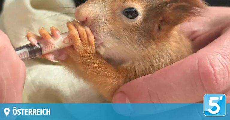 A close-up of a red squirrel eating a thin white tube from a human hand. The squirrel's paws hold the tube while it nibbles.