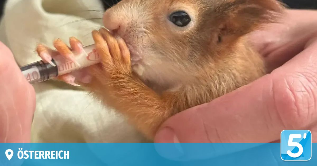 A close-up of a red squirrel eating a thin white tube from a human hand. The squirrel's paws hold the tube while it nibbles.
