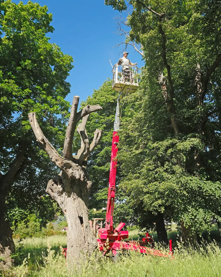 Ein Mann in einem weißen Hemd und Hut benutzt einen roten Korblift, um Äste von einem großen Baum zu beschneiden. Die Umgebung ist ein üppig grüner Wald mit hellem Sonnenlicht.