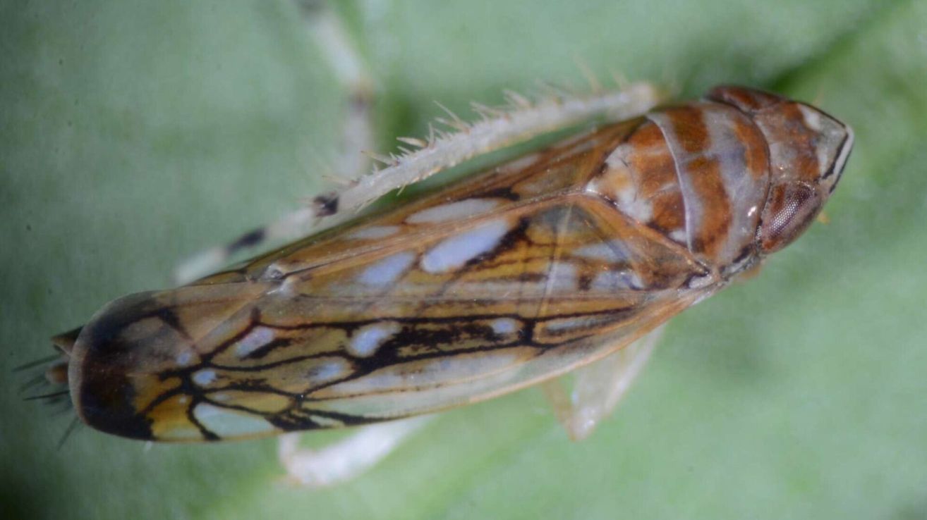 Close-up of an insect with brown and white wings on a green leaf. The insect has a shiny, patterned wing surface with black lines.
