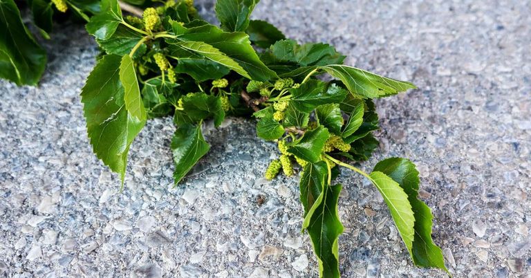 Eine Nahaufnahme von grünen Blättern und kleinen gelben Blüten auf einer grauen Oberfläche, möglicherweise ein Baumzweig.
