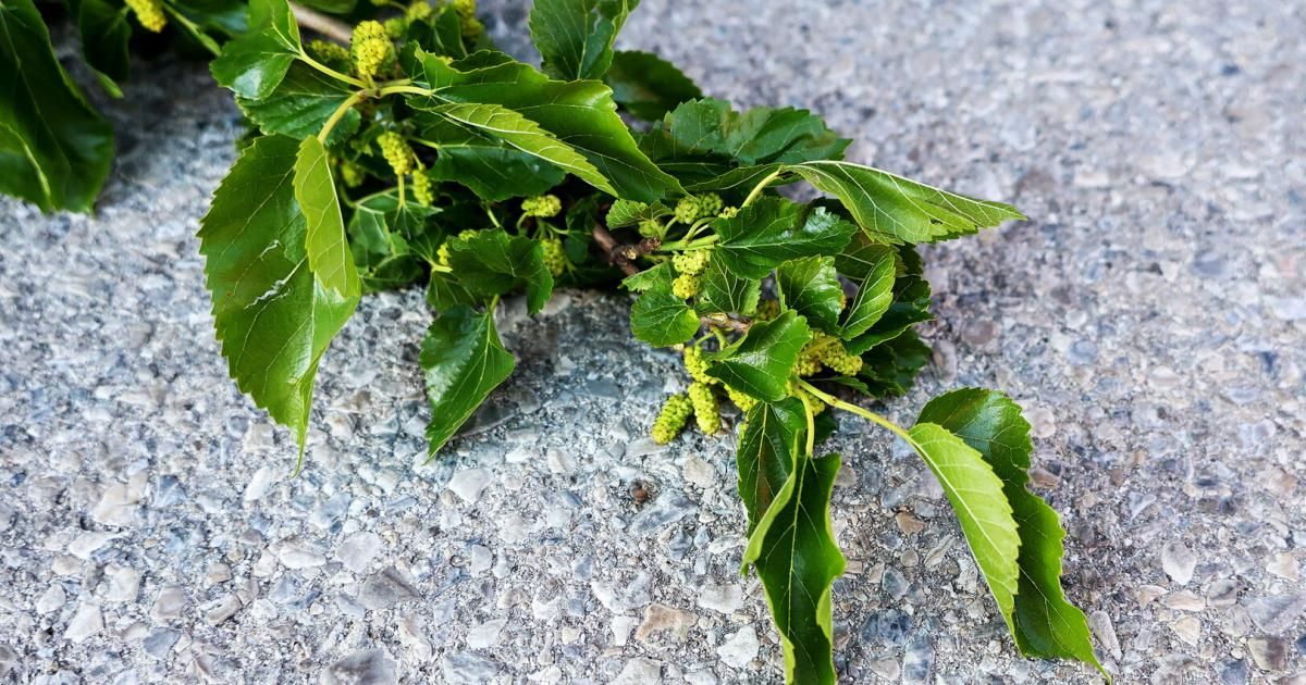 Eine Nahaufnahme von grünen Blättern und kleinen gelben Blüten auf einer grauen Oberfläche, möglicherweise ein Baumzweig.