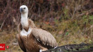 A close-up of a vulture with a white head and neck standing on a tree trunk in a grassy area with dry branches.